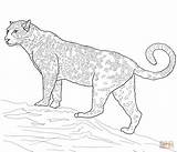 Jaguar Coloring Cat Big Pages Warrior Printable Drawing Leopard Drawings Color Online sketch template