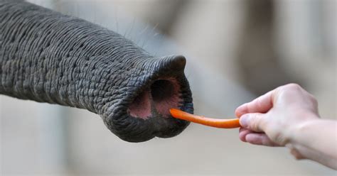 The Elephant’s Superb Nose The New York Times