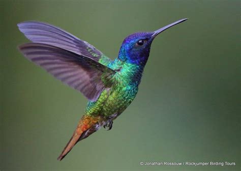 hummingbirds mountain rants
