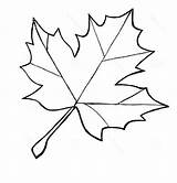 Sycamore Leaf Template Coloring Popular sketch template
