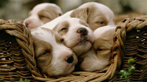animals dogs puppies sleeping baskets wallpapers hd desktop  mobile backgrounds