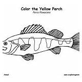 Fish Perch Coloring Category sketch template