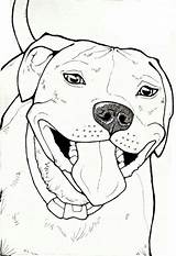 Staffy Pitbull Draw Pit Bulls Stafford Bezoeken Staffordshire Faithful sketch template