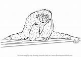Gibbon Step Drawing Draw Tutorials Drawingtutorials101 sketch template
