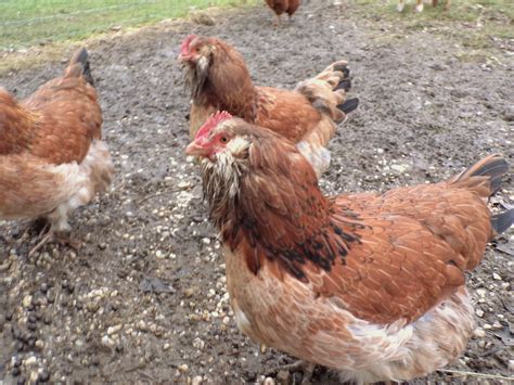 Salmon Faverolles Pullets Backyard Chickens Learn How To Raise Chickens