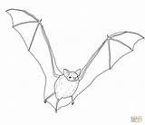 Bat Coloring Realistic Bats Brown Pages Big Clipart Print 55kb Designlooter Search Kids Again Bar Case Looking Don Use Find sketch template