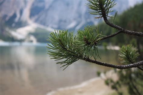 images tree branch winter evergreen fir twig