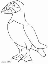 Coloring Pages Birds Puffin Animals Scotland Kids Clipart Template Scottish Color Advertisement Coloringhome sketch template
