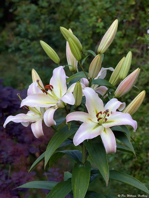 photo of the entire plant of lily lilium pretty woman posted by