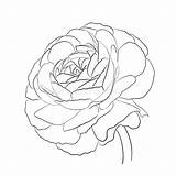 Ranunculus Buttercups Ranuncoli Floreale Giardino sketch template