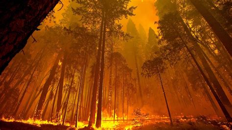 forest fire wallpaper  pictures