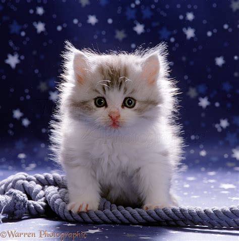 cute fluffy silver  white kitten photo wp