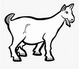 Goat Lineart Line Clipartkey sketch template
