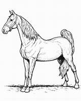 Cavallo Arabo Fattoria Didattica Vicino Lazio Puledro sketch template