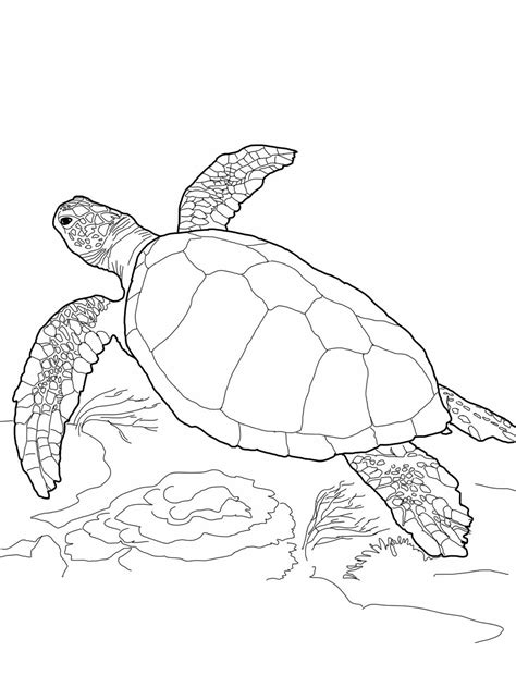 sea turtle drawing sea turtle art turtle painting sea turtles