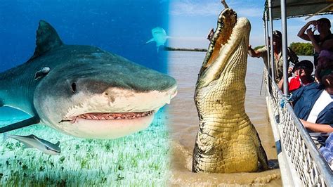 shark and crocodile fight