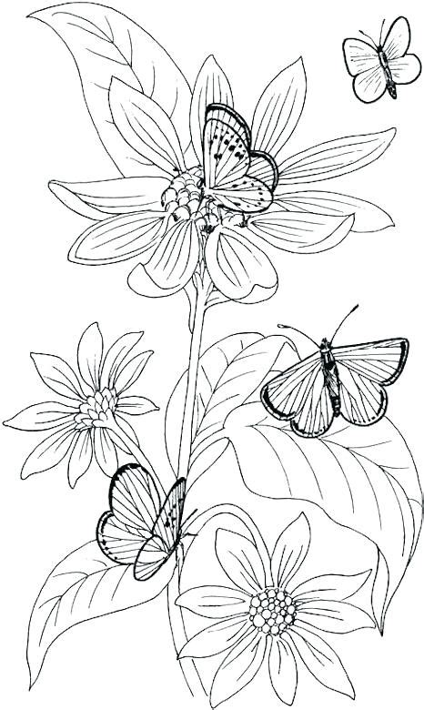 wildflowers drawing  getdrawings