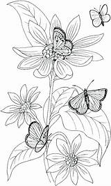Coloring Pages Wildflower Flower Adults Butterflies Wildflowers Wild Getdrawings Printable Drawing Color Getcolorings Butterfly sketch template