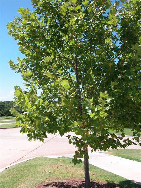 sycamore tree  pictures images facts  platanus occidentalis