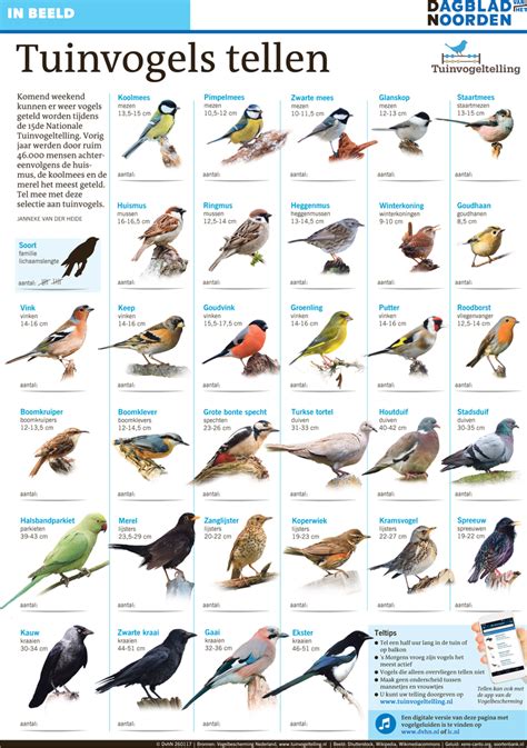 tuinvogeltelling klik hier de interactieve versie aan bekijk de vogels en luister naar hun