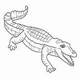 Crocodile Coloring Pages Printable Top Freshwater Cute Online Alligator Toddler Caiman Getdrawings sketch template