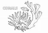 Coloring Pages Corals Print Coloringway sketch template