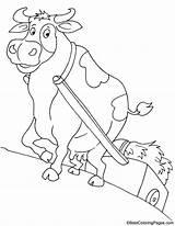 Cow Cart Coloring sketch template