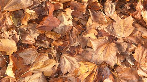 pile  brown dried leaves  stock photo