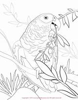 African Grey Coloring Pages Color sketch template