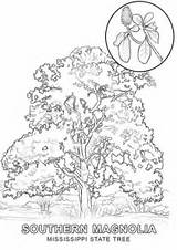 Tree Coloring State Mississippi Pages Printable Symbols Hawaii Drawing River Color Categories Getcolorings Template Supercoloring Sketch sketch template