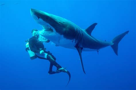 Great White Shark Confrontation Diver Shocked At What Happens Next