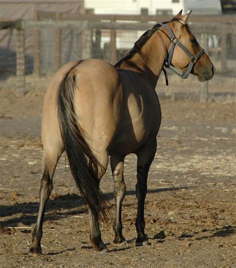 images  dun horses  pinterest alabama ponies  palomino