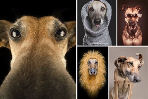 Fotografías Con Caras De Perros Super Graciosos Jumabu
