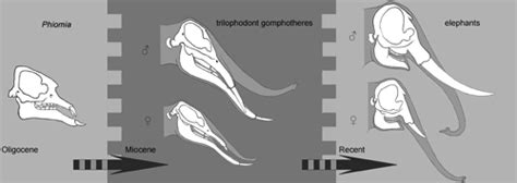 female preference promotes asynchronous sex evolution in