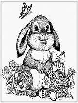 Pages Adult Rabbits Coloring Rabbit Adults Template sketch template