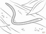 Worm Coloring Pages Worms Printable Preschoolers Earthworm Kids Wiggler Red Earthworms Activity sketch template
