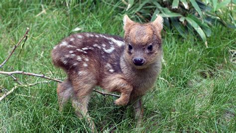 cute alert meet  worlds smallest deer species