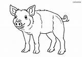 Pig Coloring Farm Animals Pages Cute Printable Pigs Cow Piglet sketch template