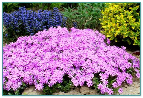 small perennial flowering plants home improvement