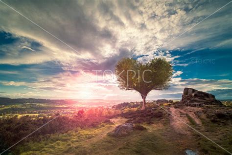 love heart tree in amazing landscape stokpic