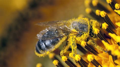 science   pollen count howstuffworks