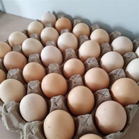 Inspirasi Telur Ayam Kampung Paling Populer