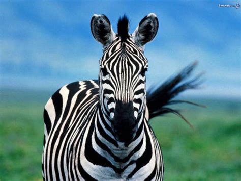zebra  animal kingdom wallpaper  fanpop