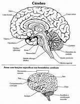 Cranial Nerves Cerebro sketch template