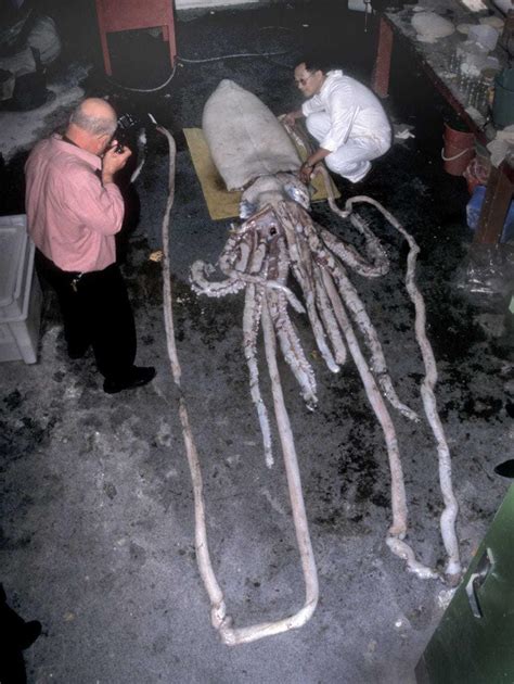 show  rare  foot giant squid  washed ashore  south africa business insider africa