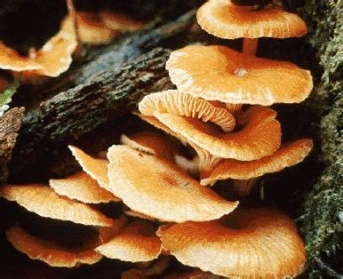 introduction   fungi