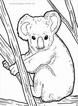 Koala Coloring Pages Bear Cute Coloringbay sketch template