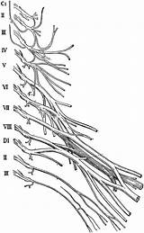 Cervical Nerve Brachial Plexuses sketch template