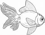 Pesce Pesci Goldfish Pesciolini Poisson Stampare Pesciolino Disegnidacolorare sketch template