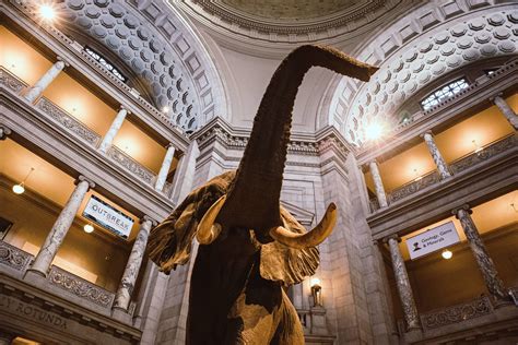 The Best Secret Washington Dc Museums Tourists Dont